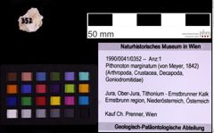 Foto (Objekt + Etiketten) von Pithonoton marginatum (von Meyer, 1842) (NHMW-GEO-1990-0041-0352)